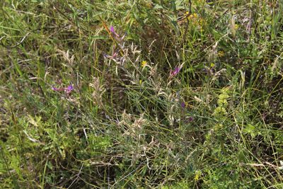Astragalus varius, photographed by Dmitriy Bochkov