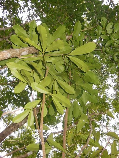 Forchhammeria trifoliata, photographed by Neptalí Ramírez Marcial