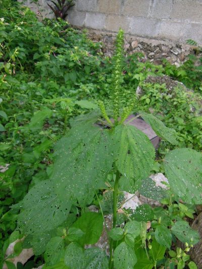 Acalypha setosa, photographed by Neptalí Ramírez Marcial