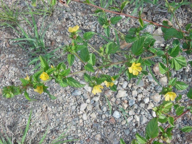 Malvastrum corchorifolium, photographed by Neptalí Ramírez Marcial