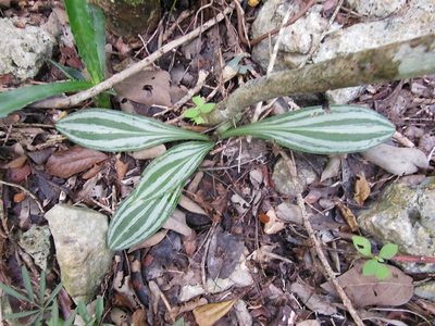 Sarcoglottis sceptrodes, photographed by Neptalí Ramírez Marcial