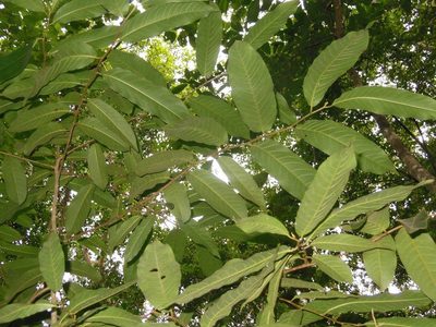 Casearia laetioides, photographed by Neptalí Ramírez Marcial