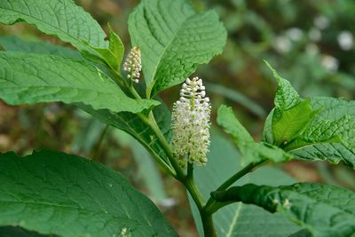 Phytolacca japonica, photographed by 國立臺灣博物館