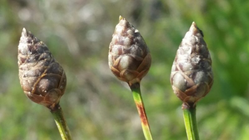 Xyris floridana, photographed by Jay Horn