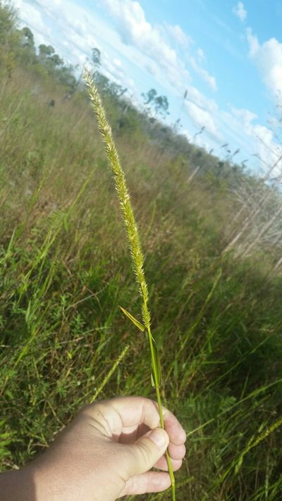 Hymenachne amplexicaulis, photographed by Jay Horn