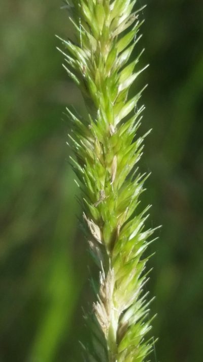 Hymenachne amplexicaulis, photographed by Jay Horn
