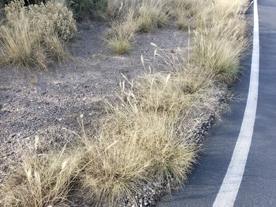 Leptochloa crinita, photographed by Eliseo D Moreno