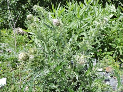 Cirsium echinus, photographed by Борис Георги