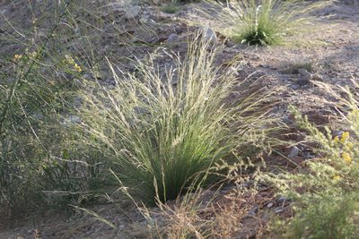 Aristida adscensionis, photographed by Eliseo D Moreno