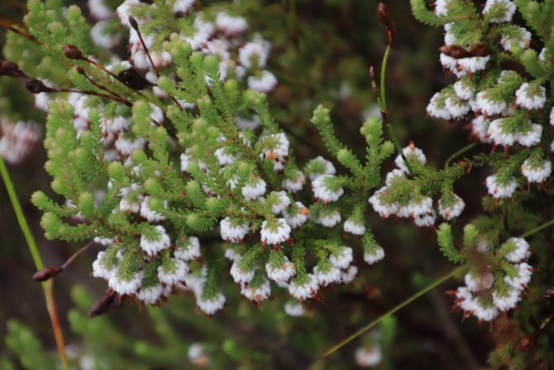 Erica cumuliflora, photographed by Tony Rebelo