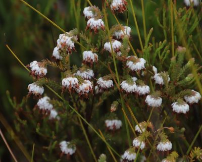 Erica cumuliflora, photographed by Tony Rebelo