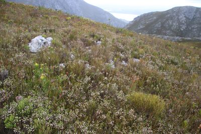 Erica cumuliflora, photographed by Tony Rebelo