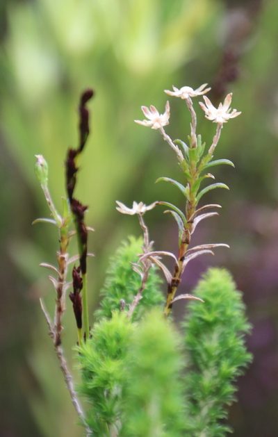 Zyrphelis corymbosa, photographed by Tony Rebelo