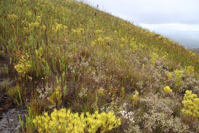 Erica cumuliflora, photographed by Tony Rebelo