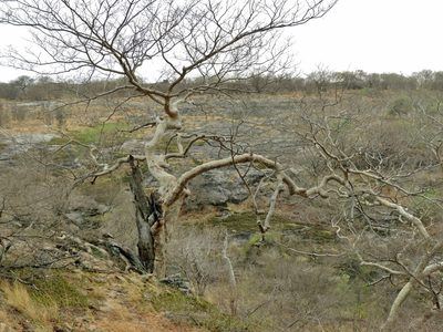 Brachystegia tamarindoides, photographed by i_c_riddell