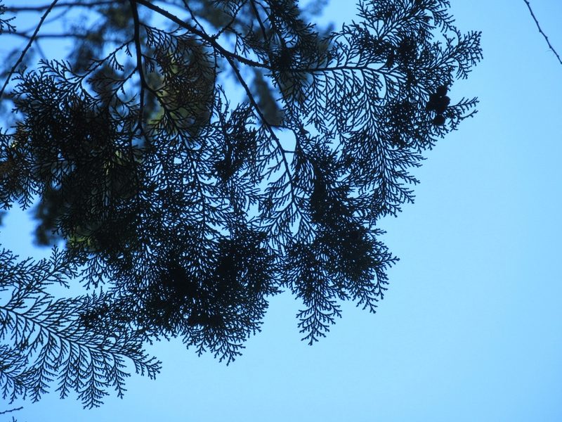 Chamaecyparis obtusa, photographed by Maura