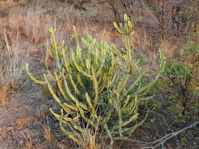 Euphorbia griseola, photographed by i_c_riddell