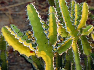 Euphorbia griseola, photographed by i_c_riddell