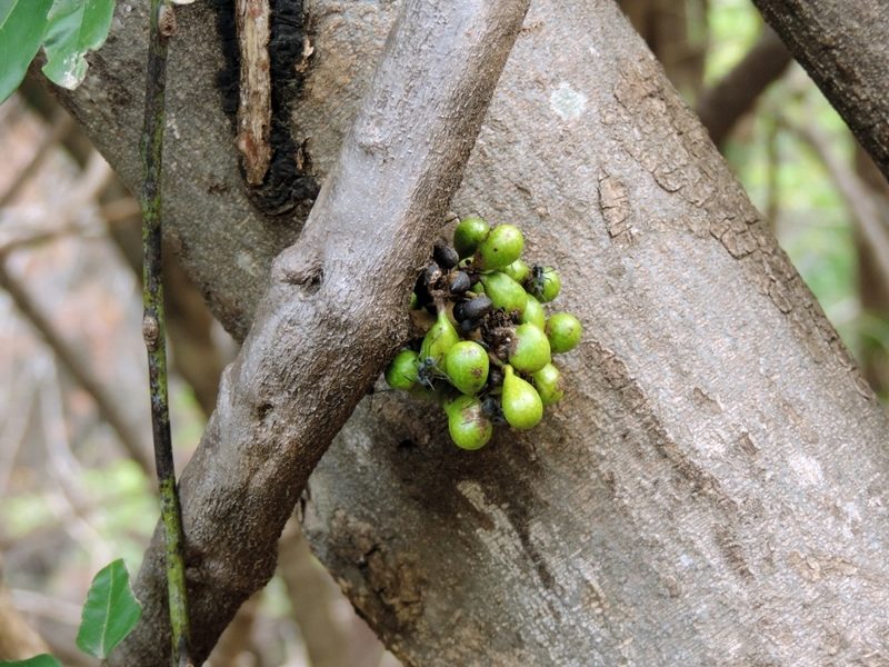 Tiliacora funifera, photographed by i_c_riddell