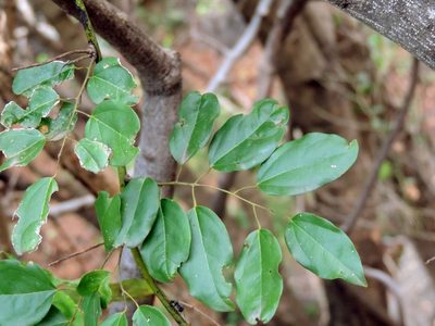 Tiliacora funifera, photographed by i_c_riddell