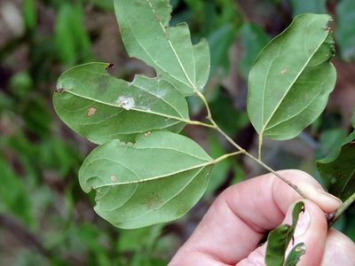 Tiliacora funifera, photographed by i_c_riddell