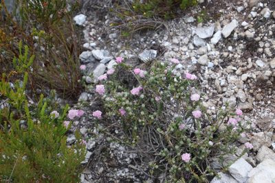 Metalasia cymbifolia, photographed by Tony Rebelo