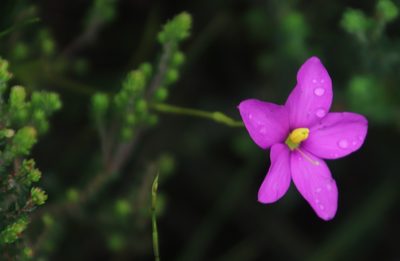 Chironia jasminoides, photographed by Tony Rebelo