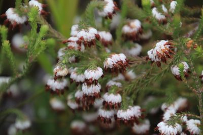 Erica cumuliflora, photographed by Tony Rebelo
