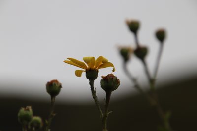 Osteospermum rotundifolium, photographed by Tony Rebelo