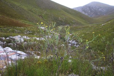Osteospermum rotundifolium, photographed by Tony Rebelo