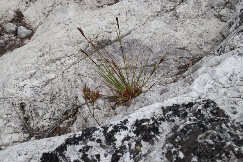 Cyathocoma hexandra, photographed by Tony Rebelo