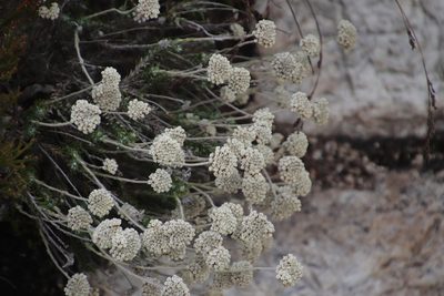 Anaxeton asperum, photographed by Tony Rebelo