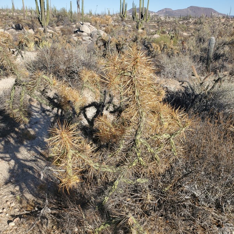 Cylindropuntia molesta, photographed by Dan Horowitz