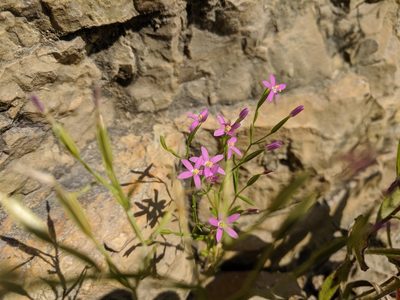 Zeltnera texensis, photographed by Nathan Aaron