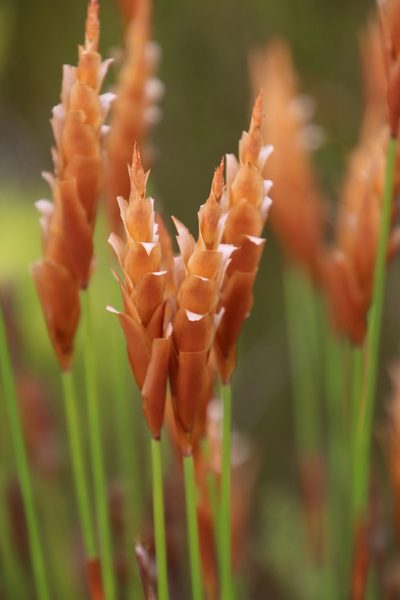 Elegia spathacea, photographed by Tony Rebelo