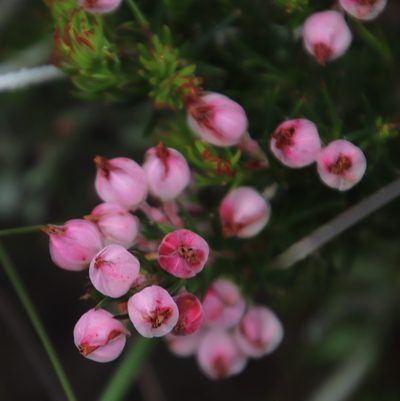 Erica holosericea, photographed by Tony Rebelo