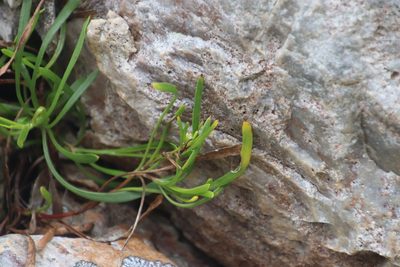 Centella rupestris, photographed by Tony Rebelo