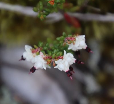 Erica azaleifolia, photographed by Tony Rebelo