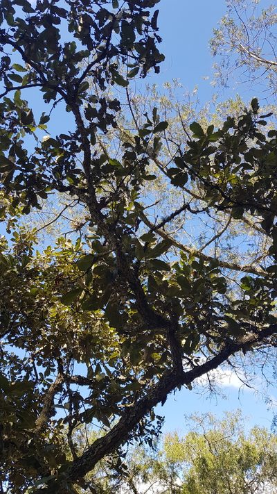 Quercus magnoliifolia, photographed by Eugenio Padilla