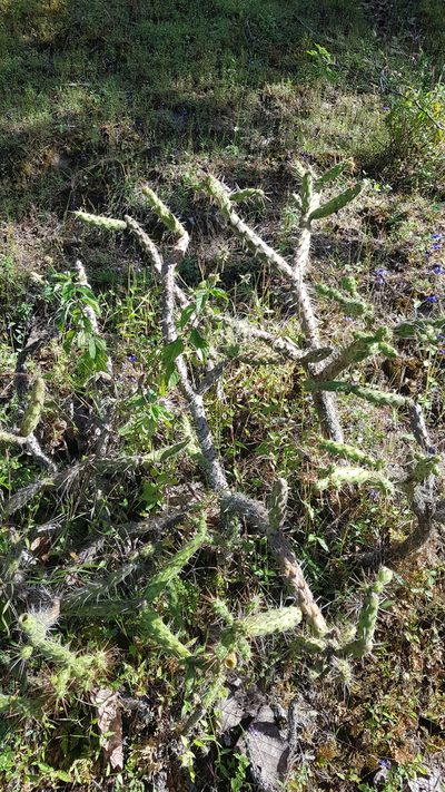 Opuntia pumila, photographed by Eugenio Padilla