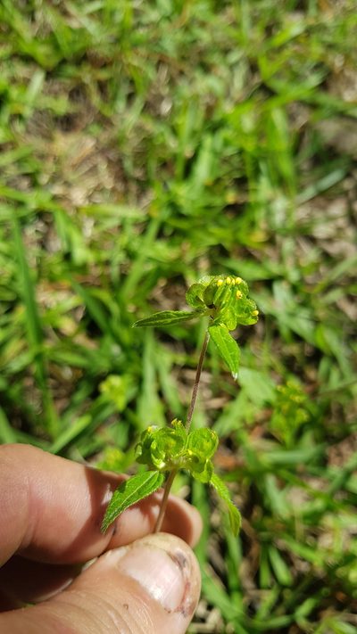 Delilia biflora, photographed by Eugenio Padilla
