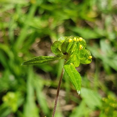 Delilia biflora, photographed by Eugenio Padilla