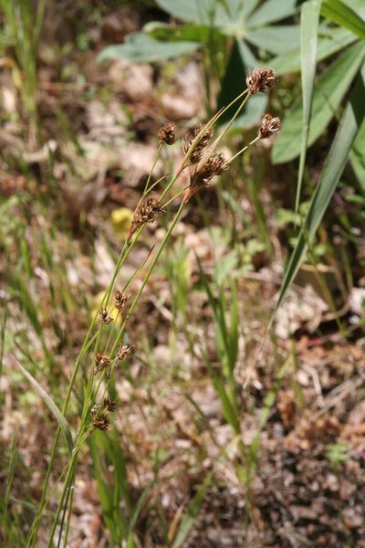 Luzula macrantha, photographed by runcator