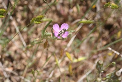 Clarkia affinis, photographed by runcator