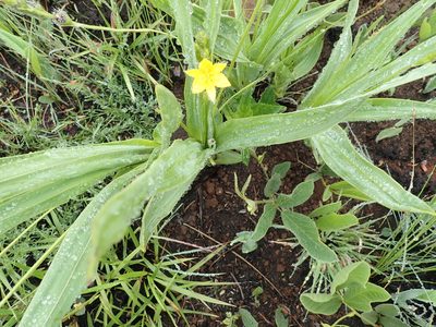Hypoxis galpinii, photographed by Peter Warren