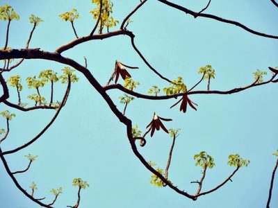 Entandrophragma caudatum, photographed by i_c_riddell