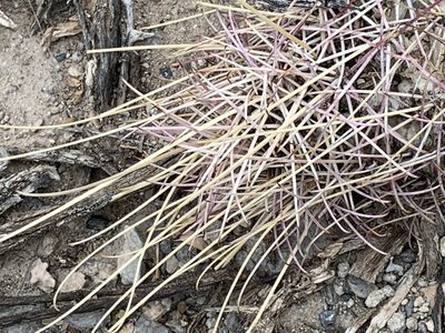 Ferocactus uncinatus, photographed by CK2AZ