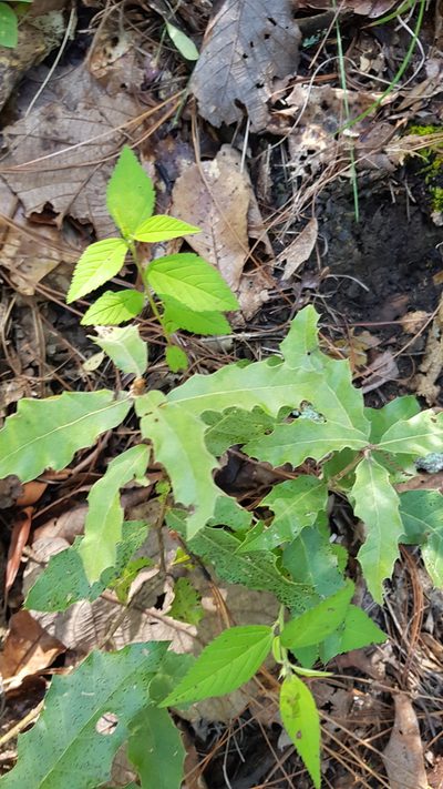 Quercus acutifolia, photographed by Eugenio Padilla