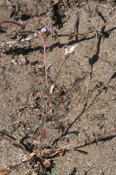 Gilia millefoliata, photographed by runcator