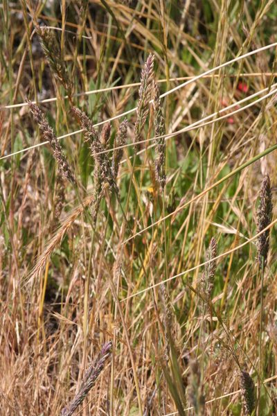 Poa unilateralis, photographed by runcator